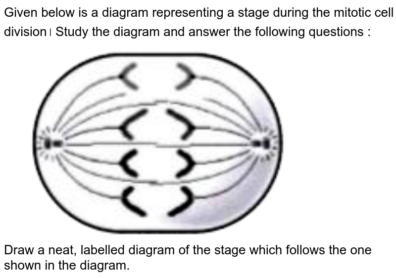 mitosis stages diagram black and white