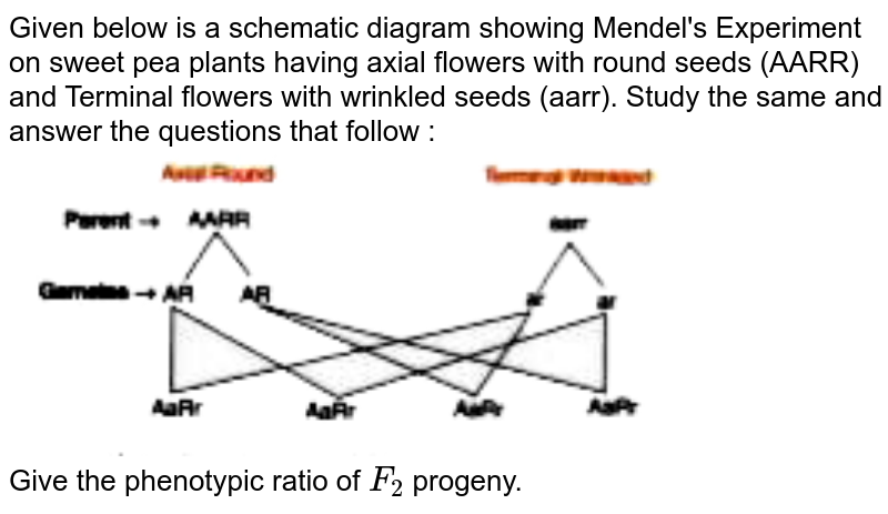 mendel sweet pea experiment