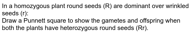In a homozygous plant round seeds (R) are dominant over wrinkled seeds (r): <br> Draw a Punnett square to show the gametes and offspring when both the plants have heterozygous round seeds (Rr).