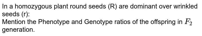 In a homozygous plant round seeds (R) are dominant over wrinkled seeds (r): <br> Mention the Phenotype and Genotype ratios of the offspring in `F_2` generation.