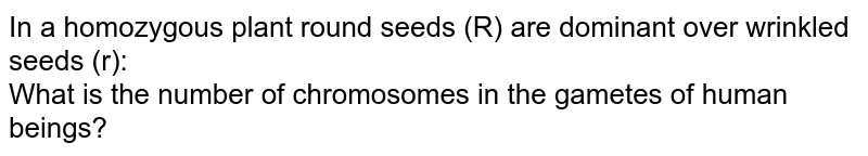 In a homozygous plant round seeds (R) are dominant over wrinkled seeds (r): <br> What is the number of chromosomes in the gametes of human beings?