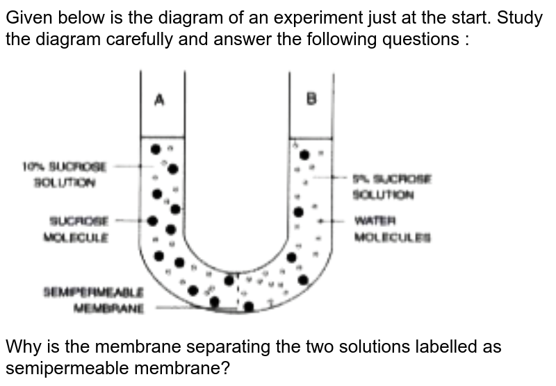 Given below is the diagram of an experiment just at the start. Study the diagram carefully and answer the following questions : <br> <img src="https://doubtnut-static.s.llnwi.net/static/physics_images/EVR_ANM_ICSE_BIO_X_C03_E01_092_Q01.png" width="80%"> <br> Why is the membrane separating the two solutions labelled as semipermeable membrane?