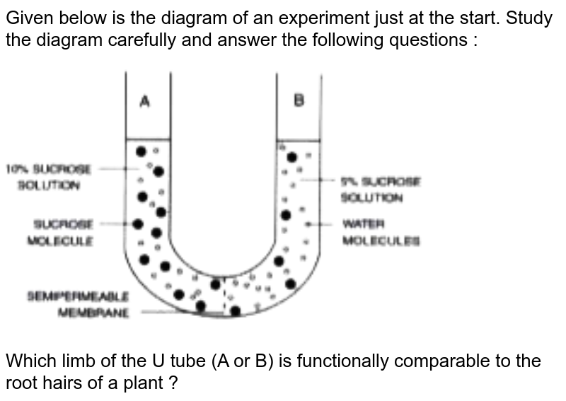 Given below is the diagram of an experiment just at the start. Study the diagram carefully and answer the following questions : <br> <img src="https://doubtnut-static.s.llnwi.net/static/physics_images/EVR_ANM_ICSE_BIO_X_C03_E01_093_Q01.png" width="80%"> <br> Which limb of the U tube (A or B) is functionally comparable to the root hairs of a plant ?