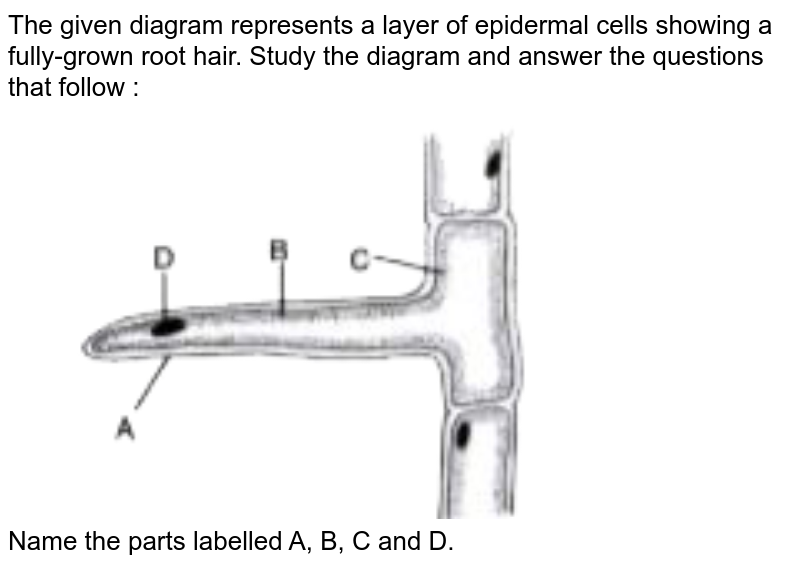 root cell diagram