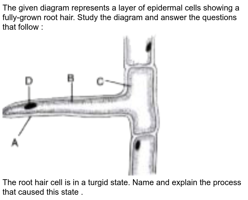 Name the process by which water enters the root hair cell.
