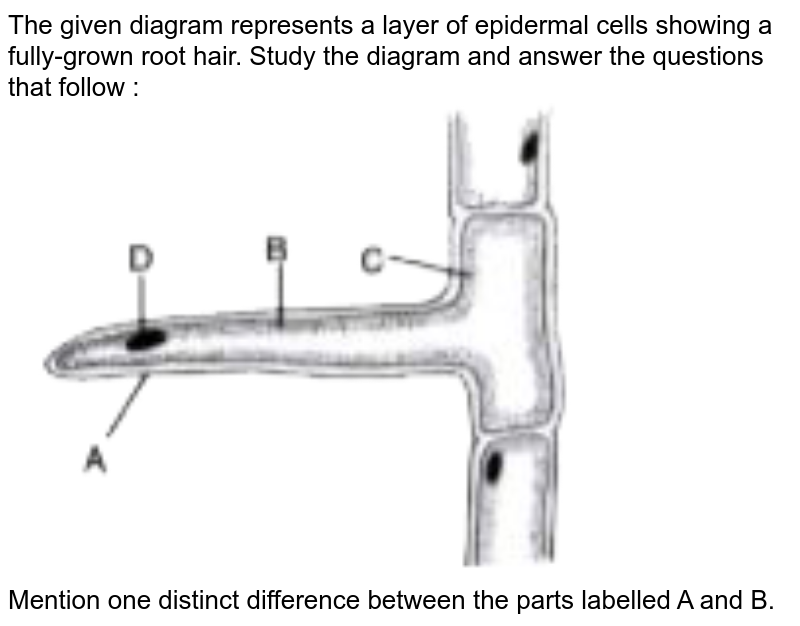 The diagram below represents a layer of epidermal cells showing a