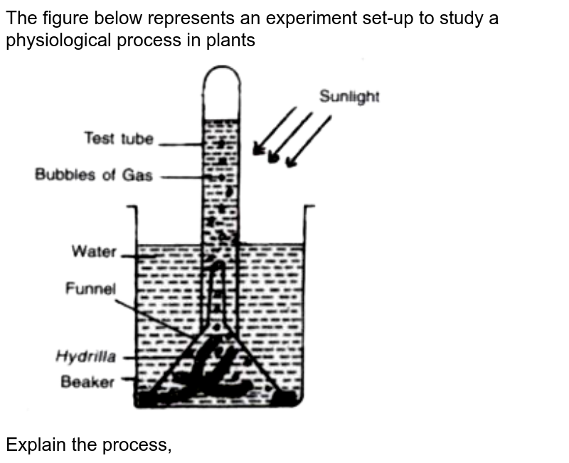 The figure below represents an experiment set up to study a physio