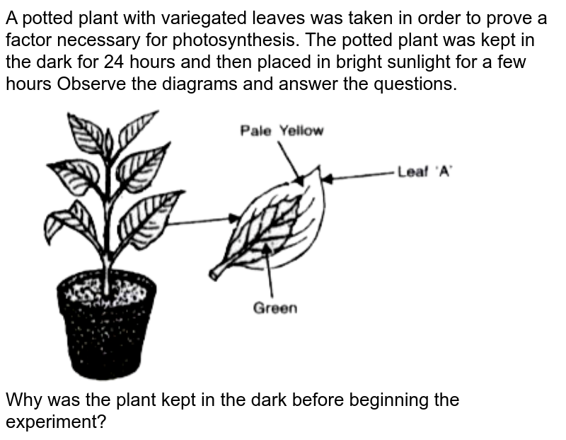 A plant is kept in dark cupboard for about forty eight hours befor