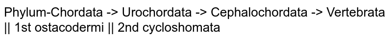 Phylum-Chordata -> Urochordata -> Cephalochordata -> Vertebrata || 1st ostacodermi || 2nd cycloshomata