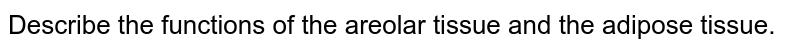 Describe the functions of the areolar tissue and the adipose tissue.