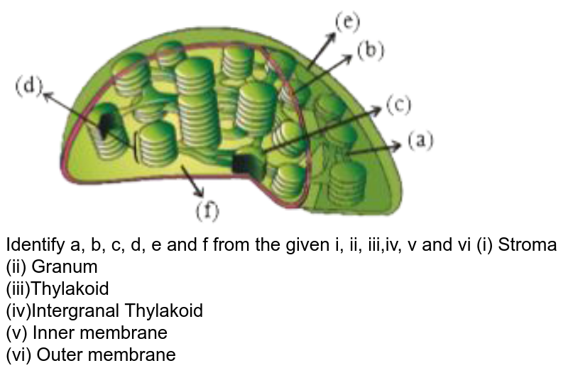Identify a, b, c, d, e and f from the given i, ii, iii,iv, v and vi (i) Stroma (ii) Granum (iii)Thylakoid (iv)Intergranal Thylakoid (v) Inner membrane (vi) Outer membrane