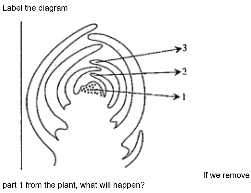 Label the diagram If we remove part 1 from the plant, what will happen?