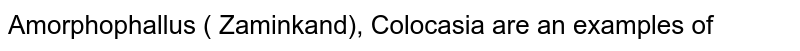 Amorphophallus ( Zaminkand), Colocasia are an examples of