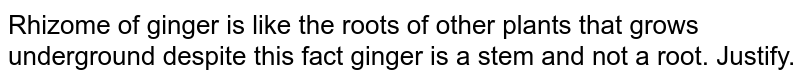 Rhizome of ginger is like the roots of other plants that grows underground despite this fact ginger is a stem and not a root. Justify.