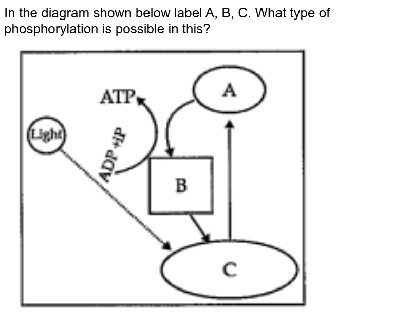 In the diagram shown below label A, B, C. What type of phosphorylation is possible in this?