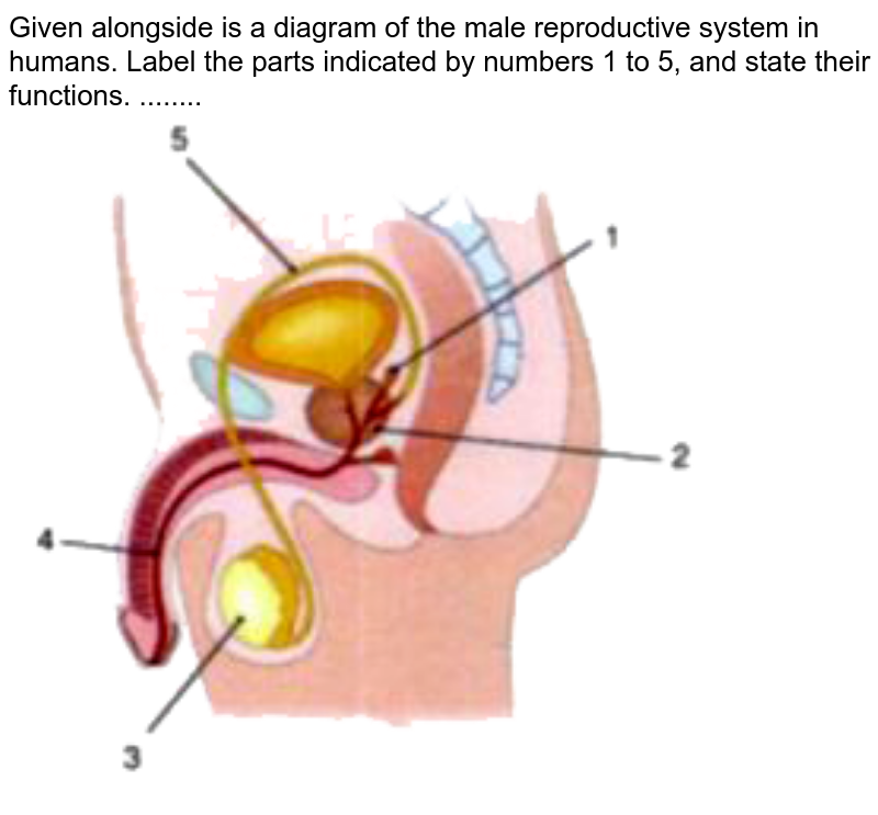 Given alongside is a diagram of the male reproductive system in humans. Label the parts indicated by numbers 1 to 5, and state their functions. ........ <br> <img src="https://doubtnut-static.s.llnwi.net/static/physics_images/SEL_KKG_ICSE_BIO_VIII_C03_E01_019_Q01.png" width="80%">