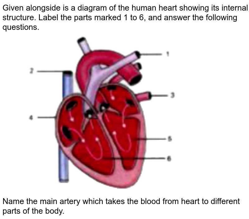 Given alongside is a diagram of the human heart showing its internal structure. Label the parts marked 1 to 6, and answer the following questions. Name the main artery which takes the blood from heart to different parts of the body.