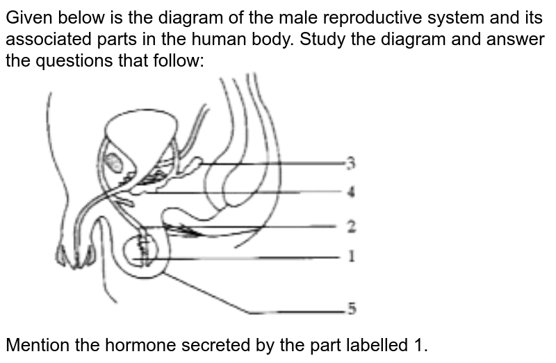 The diagram given below shows the male urinogenital system of a hu