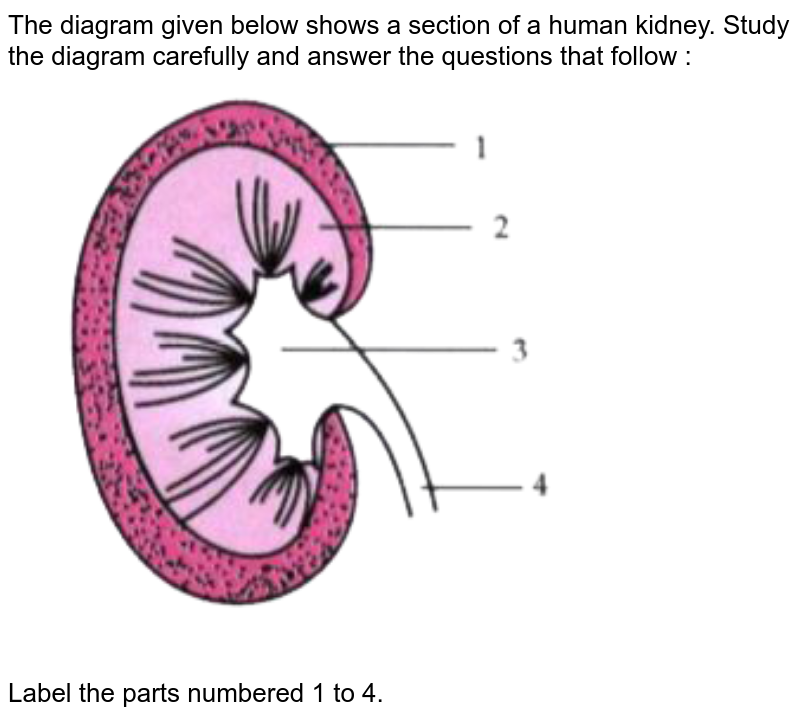 The diagram given below shows a section of a human kidney. Study the diagram carefully and answer the questions that follow :  <br>  <img src="https://doubtnut-static.s.llnwi.net/static/physics_images/GRU_ICSE_10Y_SP_X_BIO_15_E01_073_Q01.png" width="80%">  <br>  Label the parts numbered 1 to 4.