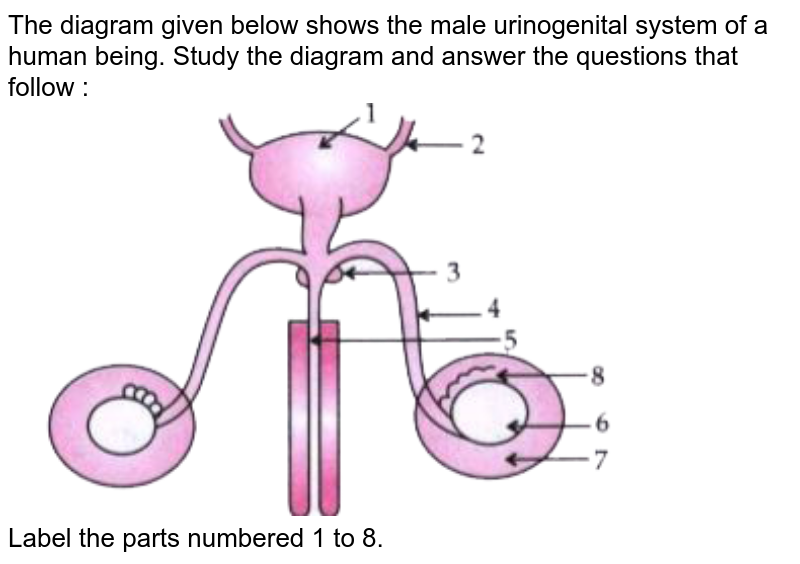 The diagram given below shows the male urinogenital system of a hu