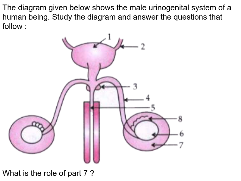 The diagram given below shows the male urinogenital system of a hu