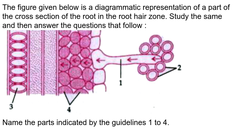 The figure given below is a diagrammatic representation of a part of the cross section of the root in the root hair zone. Study the same and then answer the questions that follow : <br>  <img src="https://doubtnut-static.s.llnwi.net/static/physics_images/GRU_ICSE_10Y_SP_X_BIO_16_E01_032_Q01.png" width="80%"> <br>  Name the parts indicated by the guidelines 1 to 4. 