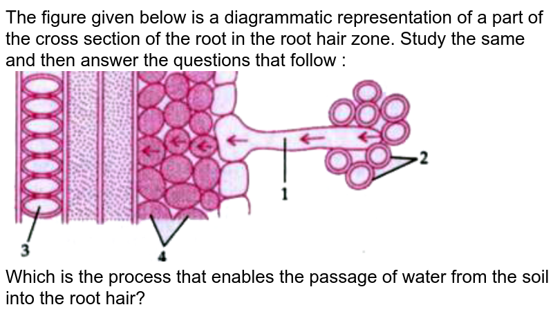 The figure given below is a diagrammatic representation of a part of the cross section of the root in the root hair zone. Study the same and then answer the questions that follow : <br>  <img src="https://doubtnut-static.s.llnwi.net/static/physics_images/GRU_ICSE_10Y_SP_X_BIO_16_E01_033_Q01.png" width="80%"> <br>  Which is the process that enables the passage of water from the soil into the root hair? 