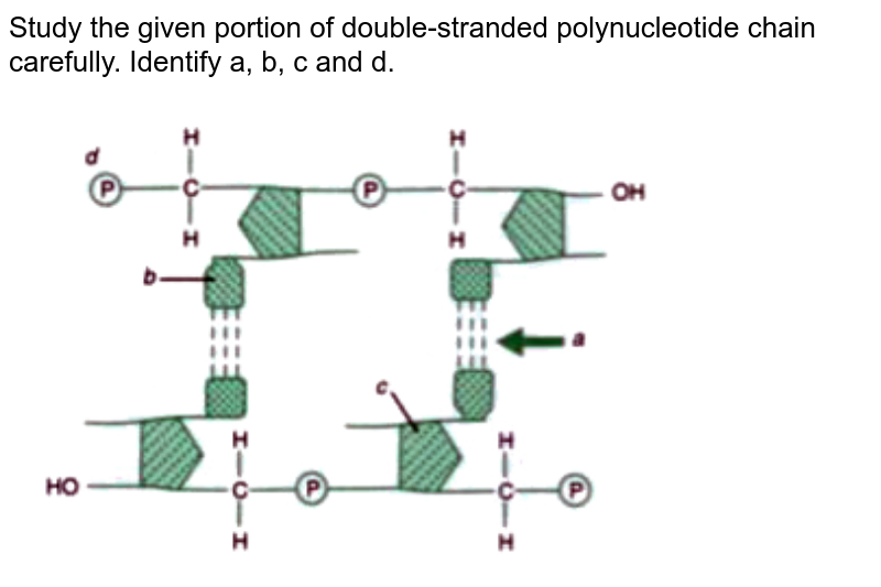 Study the given portion of double stranded polynucleotide chain