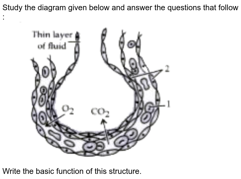 Study the diagram given below and answer the questions that follow : <br> <img src="https://doubtnut-static.s.llnwi.net/static/physics_images/OSW_ICSE_QB_BIO_IX_C13_E02_019_Q01.png" width="80%"> <br> Write the basic function of this structure.