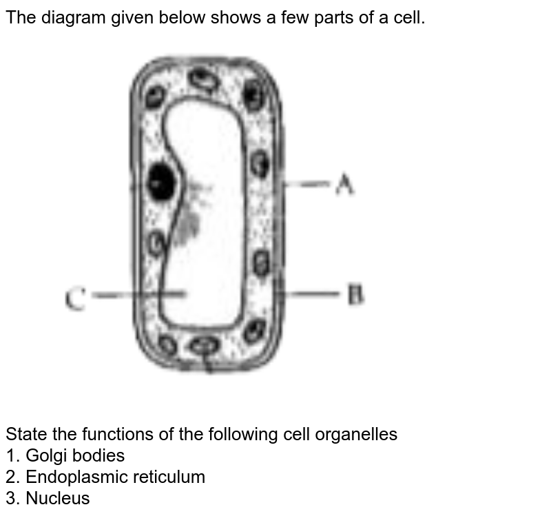 State the functions of the following cell organelles 1. Golgi bodies 2. Endoplasmic reticulum 3. Nucleus