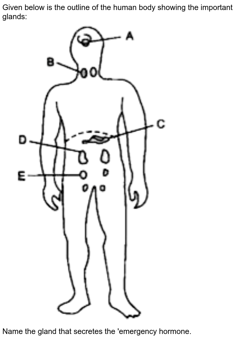 Name the gland in the’body that secretes the so-called ‘Emergency