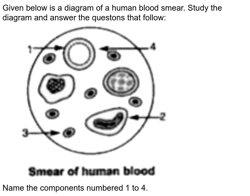 Given below is a diagram of a human blood smear. Study the diagram and answer the questons that follow: <br> <img src="https://doubtnut-static.s.llnwi.net/static/physics_images/OSW_ICSE_SQP_BIO_X_AP_01_E01_068_Q01.png" width="80%"> <br> Name the components numbered 1 to 4. 