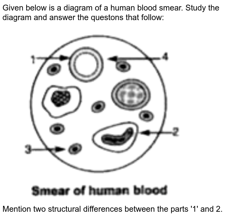 Given below is a diagram of a human blood smear. Study the diagram