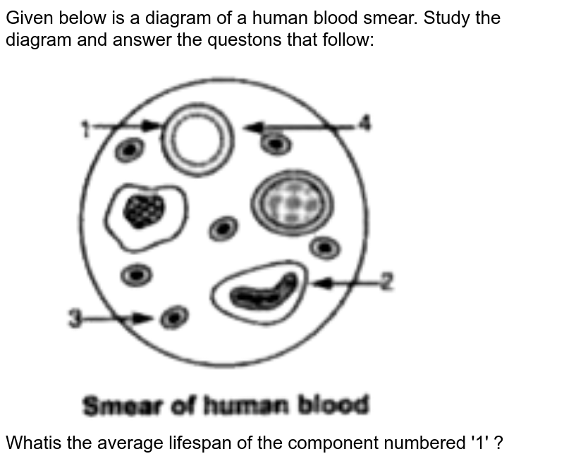 Given below is a diagram of a human blood smear. Study the diagram and answer the questons that follow: <br> <img src="https://doubtnut-static.s.llnwi.net/static/physics_images/OSW_ICSE_SQP_BIO_X_AP_01_E01_071_Q01.png" width="80%"> <br> Whatis the average lifespan of the component numbered '1' ?