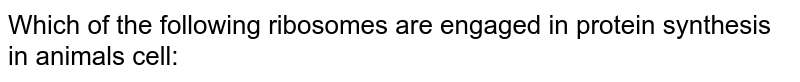 Which of the following ribosomes are engaged in protein synthesis in animals cell: