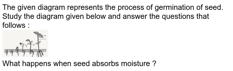 The given diagram represents the process of germination of seed. Study the diagram given below and answer the questions that follows : What happens when seed absorbs moisture ?
