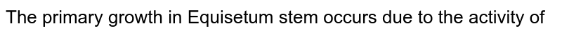 The primary growth in Equisetum stem occurs due to the activity of