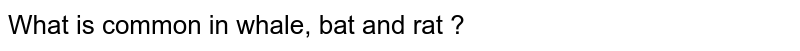 What is common in whale, bat and rat ?