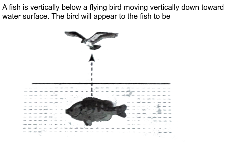 A fish is vertically below a flying bird moving vertically down toward water surface. The bird will appear to the fish to be