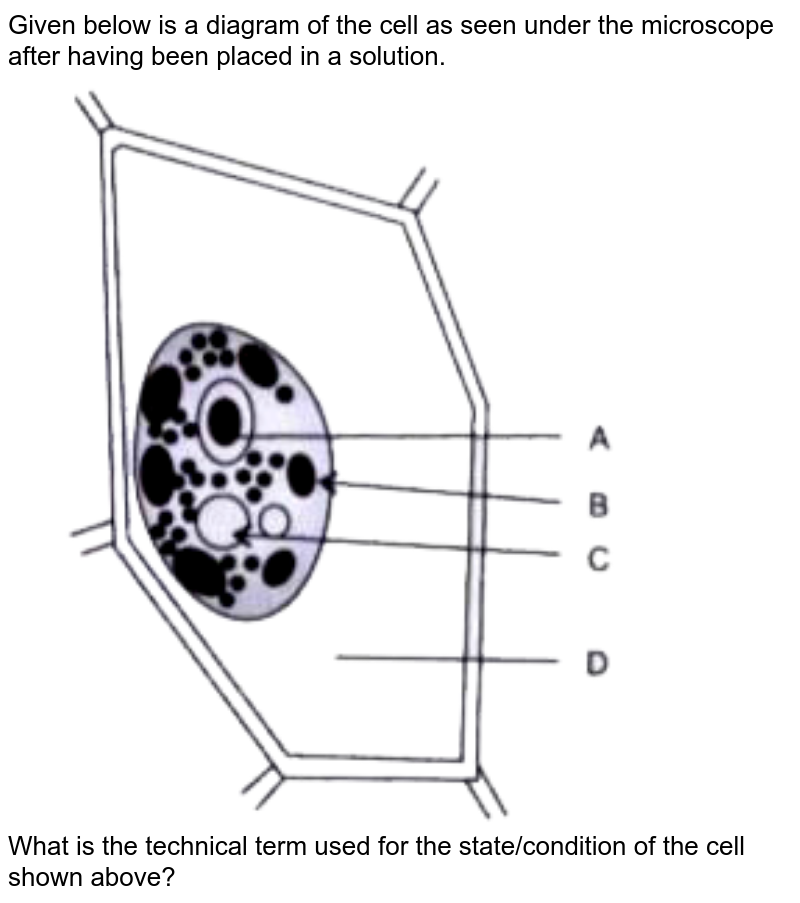 plant cells under a microscope labeled