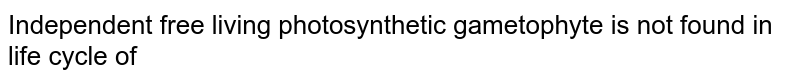 Independent free living photosynthetic gametophyte is not found in life cycle of