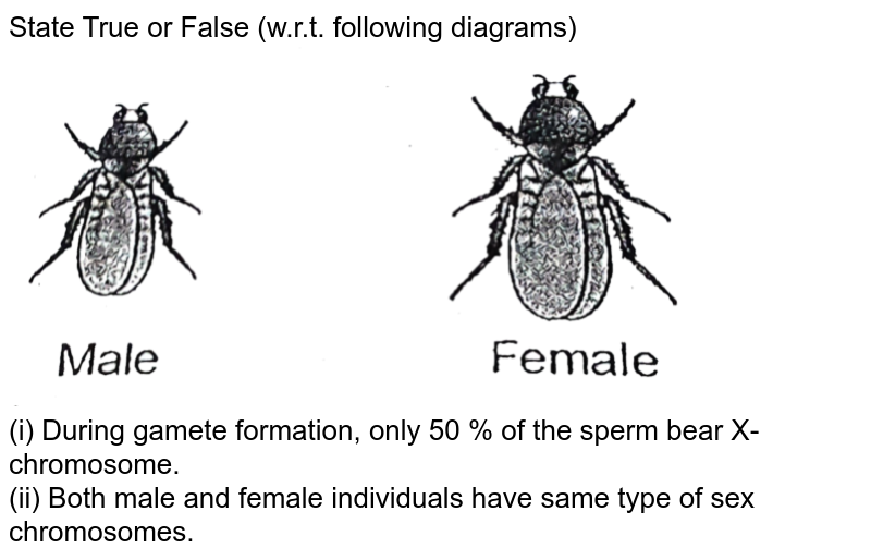 State True or False (w.r.t. following diagrams) (i) During gamete formation, only 50 % of the sperm bear X-chromosome. (ii) Both male and female individuals have same type of sex chromosomes.