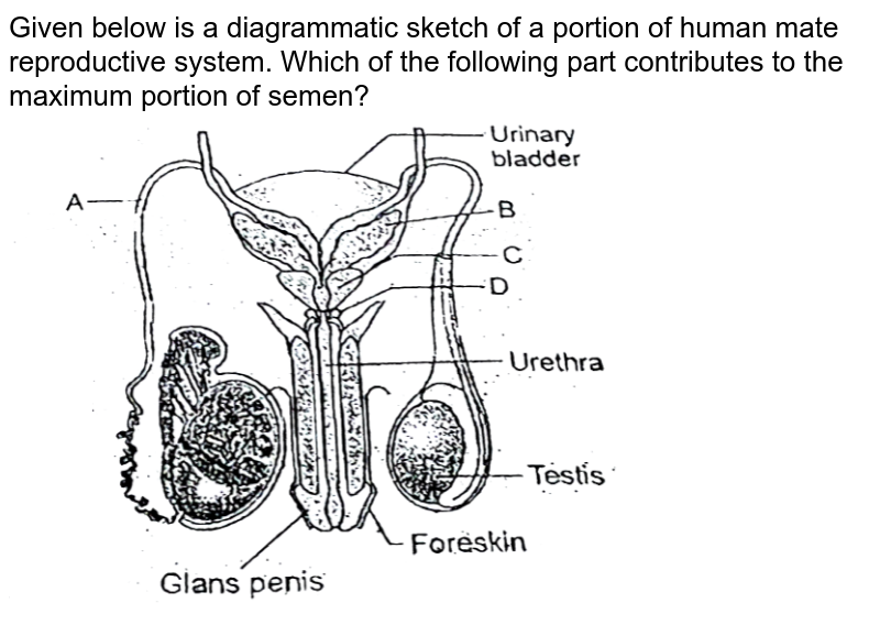 List The Parts Of Human Male Reproductive System Which Contribute 5662