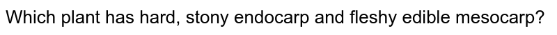 Which plant has hard, stony endocarp and fleshy edible mesocarp?