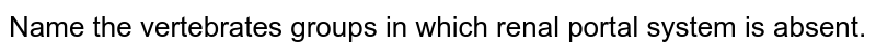 Name the vertebrates groups in which 'renal portal system' is absent.