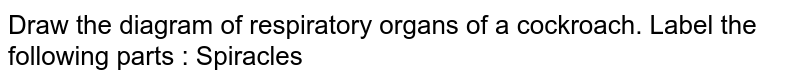 Draw the diagram of respiratory organs of a cockroach. Label the following parts : Spiracles