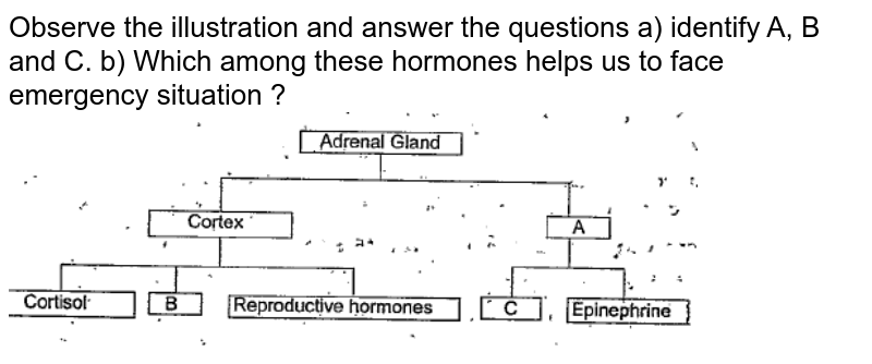 Observe the illustration and answer the questions a) identify A, B and C. b) Which among these hormones helps us to face emergency situation ?