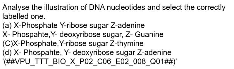 Analyse the illustration of DNA nucleotides and select the correctly labelled one. (a) X-Phosphate Y-ribose sugar Z-adenine X- Phospahte,Y- deoxyribose sugar, Z- Guanine (C)X-Phosphate,Y-ribose sugar Z-thymine (d) X- Phospahte, Y- deoxyribose sugar Z-adenine '(##VPU_TTT_BIO_X_P02_C06_E02_008_Q01##)'