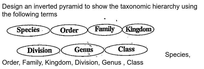 Design an inverted pyramid to show the taxonomic hierarchy using the following terms Species, Order, Family, Kingdom, Division, Genus , Class
