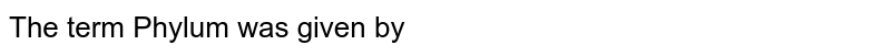 The term Phylum was given by